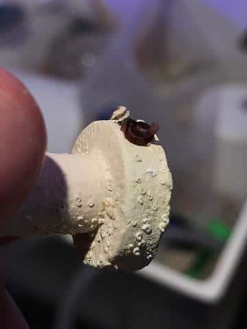 Vermtid Snail Removal