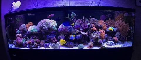 Viparspectra LEDs in Reef Tank