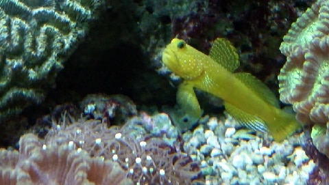 Watchman Goby in Reef