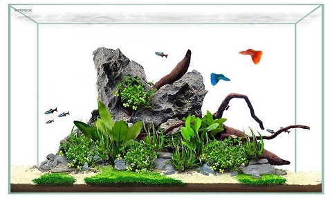 Waterbox 10 CLEAR Mini