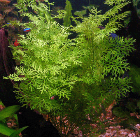 Water Sprite in Aquarium