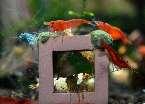 What Are Aquarium Shrimp