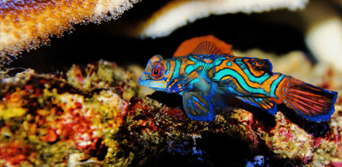 What Do Mandarin Gobies Look Like
