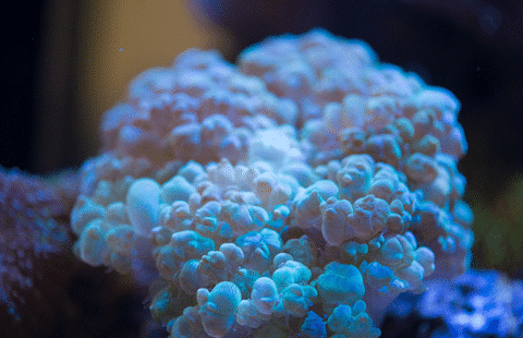 What Does A Bubble Coral Look Like