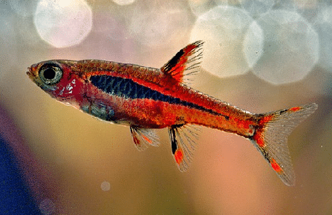 What Does A Chili Rasbora Look Like