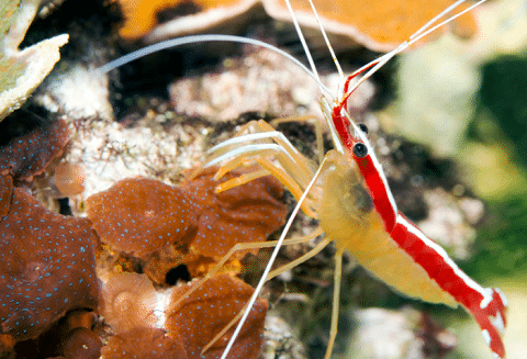What Does A Cleaner Shrimp Look Like
