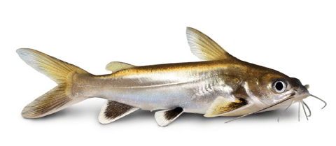 What Does A Columbian Shark Look Like