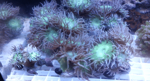 What Does A Duncan Coral Look Like