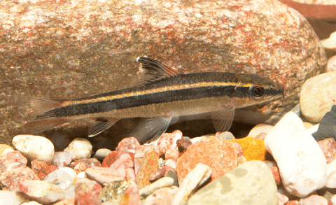 What Does A Flying Fox Shark Look Like