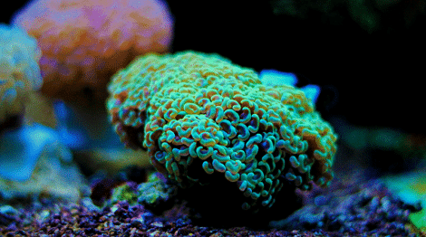 What Does A Hammer Coral Look Like