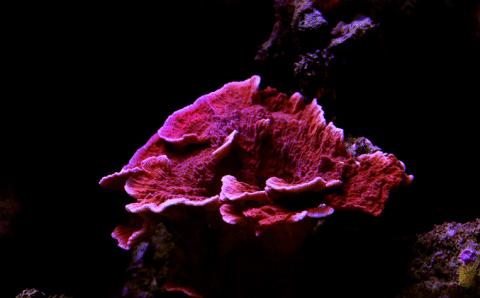 What Does A Montipora Coral Look Like