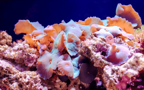 What Does A Mushroom Coral Look Like