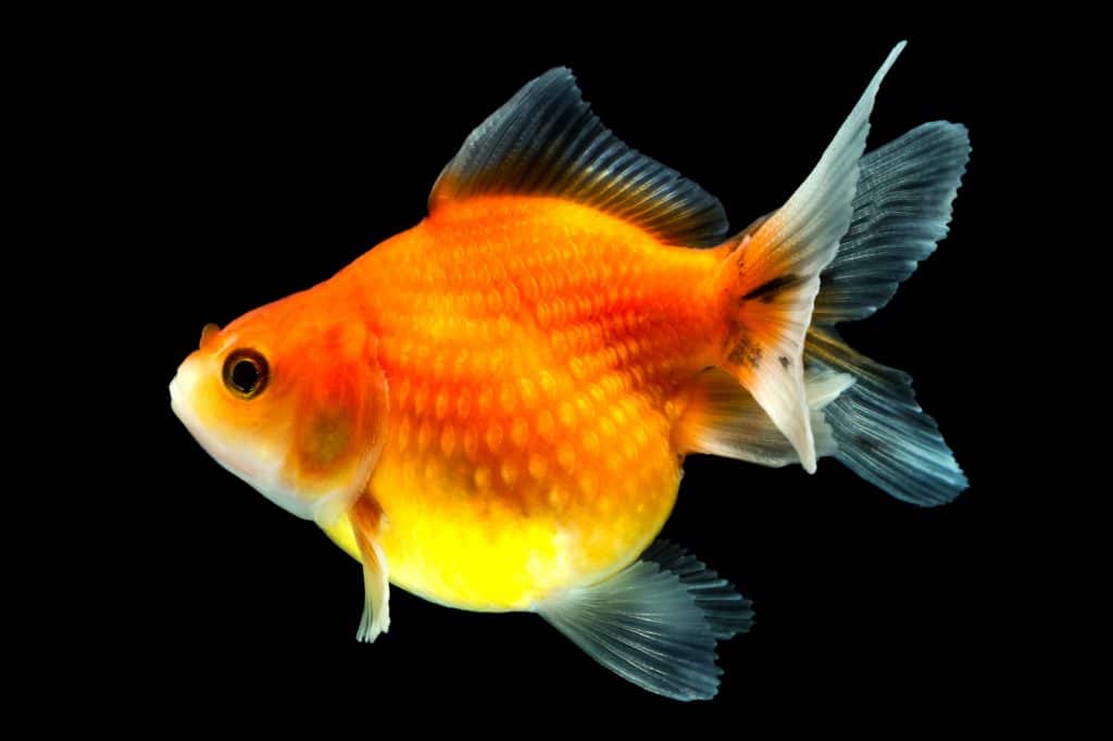 Pearscale Goldfish