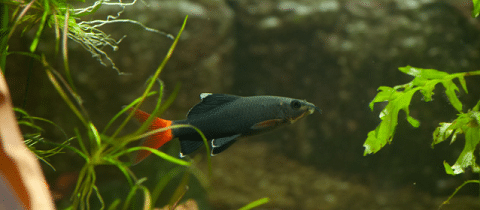 What Does A Redtail Shark Look Like