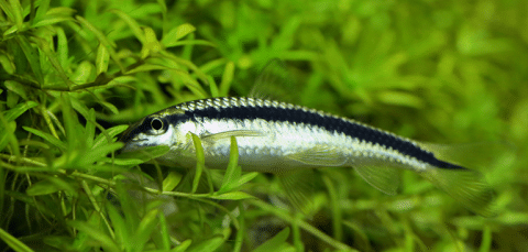 What Does A Siamese Algae Eater Look Like