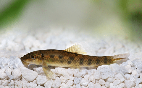 What Does A Chinese Algae Eater Eat