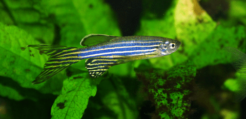 What Does A Zebra Danio Look Like