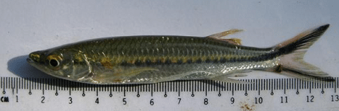 What Does An Apollo Shark Look Like