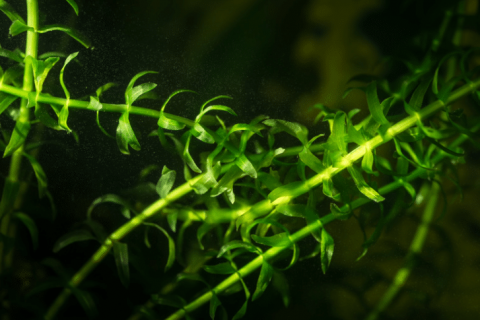 What Does Anacharis Look Like