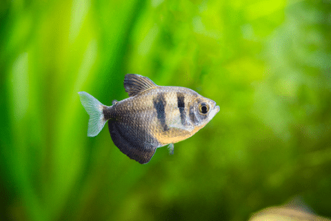 What Does Black Shirt Tetra Look Like