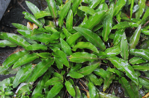 What Does Cryptoryne Wendtii Look Like