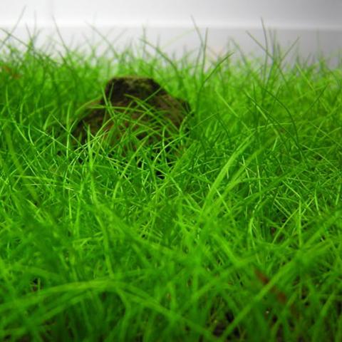 What Does Dwarf Hairgrass Look Like