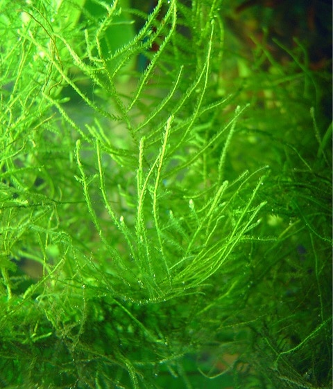 What Does Java Moss Look Like