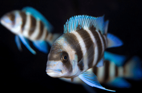 What Does The Frontosa Cichlid Look Like
