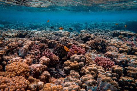 What Exactly Is A Coral