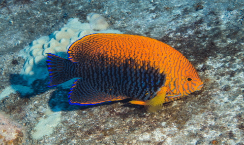 What Is A Saltwater Angelfish