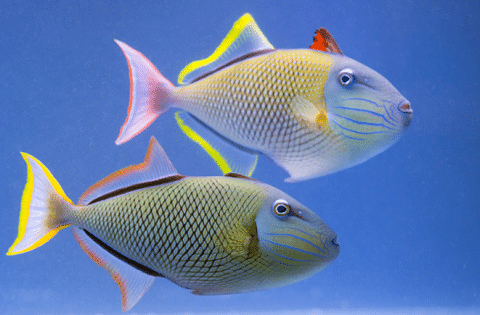 What Is A Triggerfish