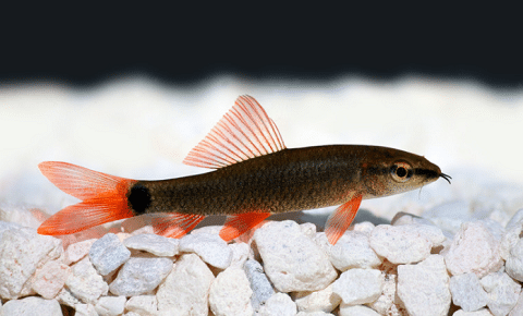 What does a rainbow shark look like