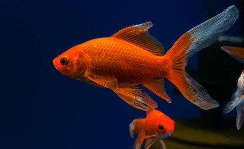 What is a slim bodied goldfish