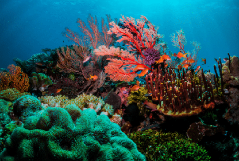 Why Is Coral So Important