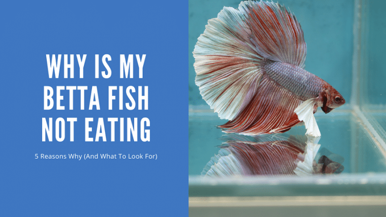 Why Is My Betta Fish Not Eating