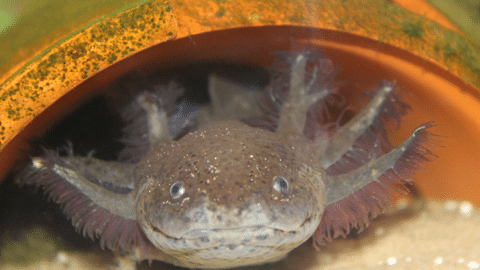 Wild Type Axolotl
