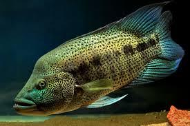 Wolf Cichlid