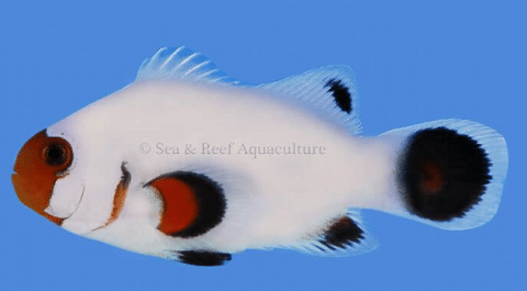 Wyoming White Clownfish
