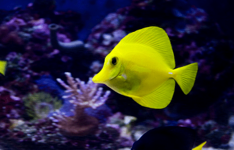 Yellow Tang In Reef Tank