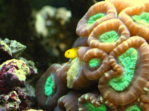 Trumpet Coral