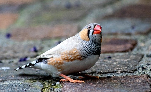 Zebra Finch