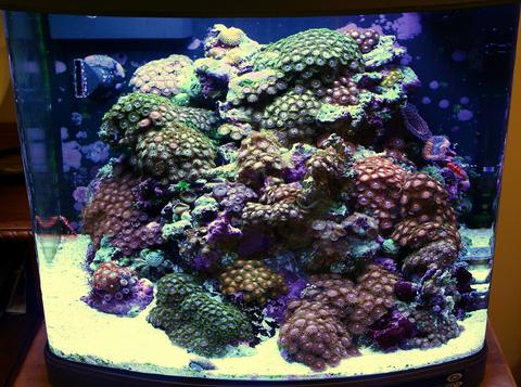 Zoa Nano Reef Tank