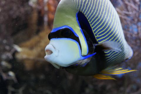 Emperor Angelfish