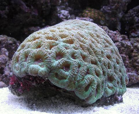 Brain Coral