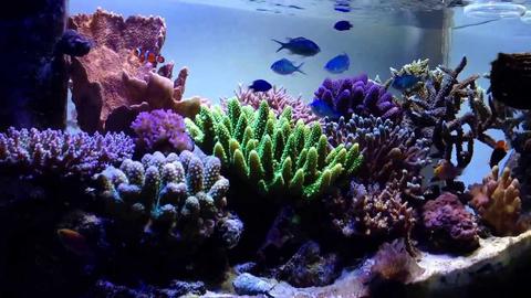 SPS Nano Reef Tank