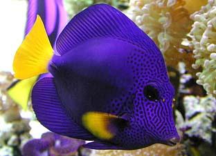 Purple Tang